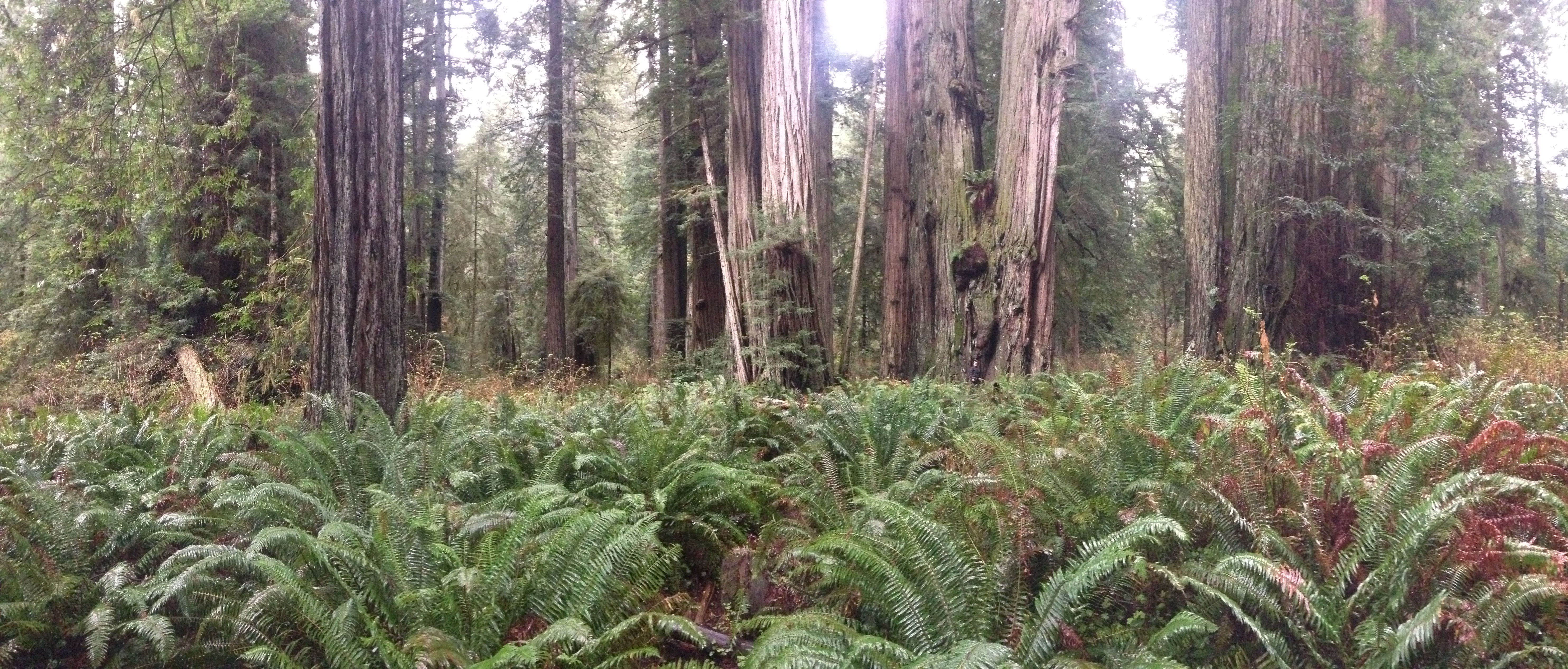 Redwoods, Prairie Creek National Park