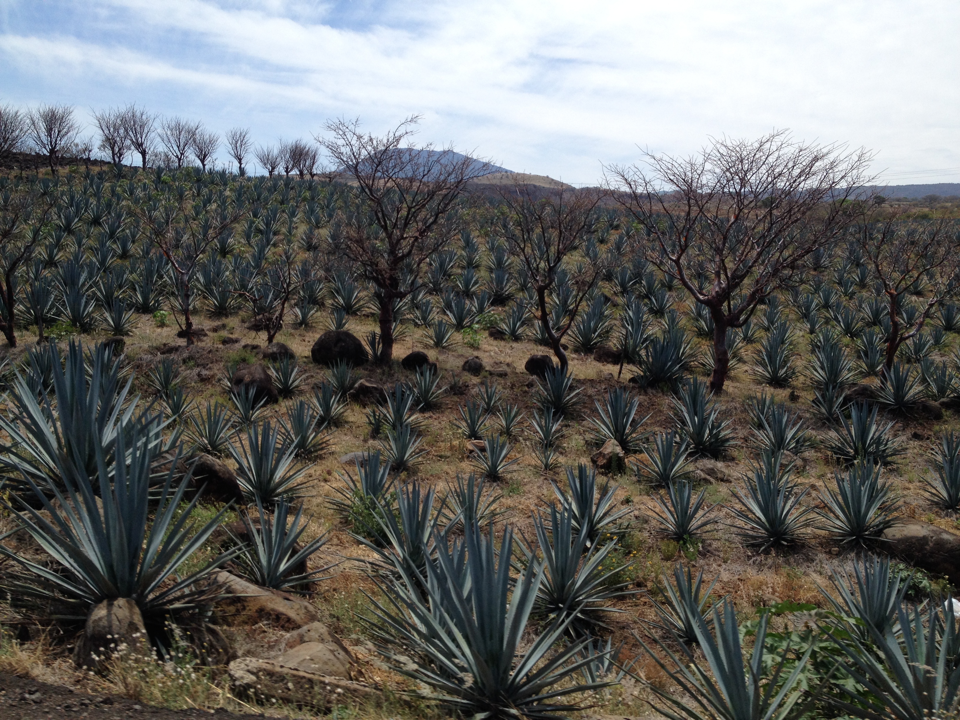 Agave Fields 