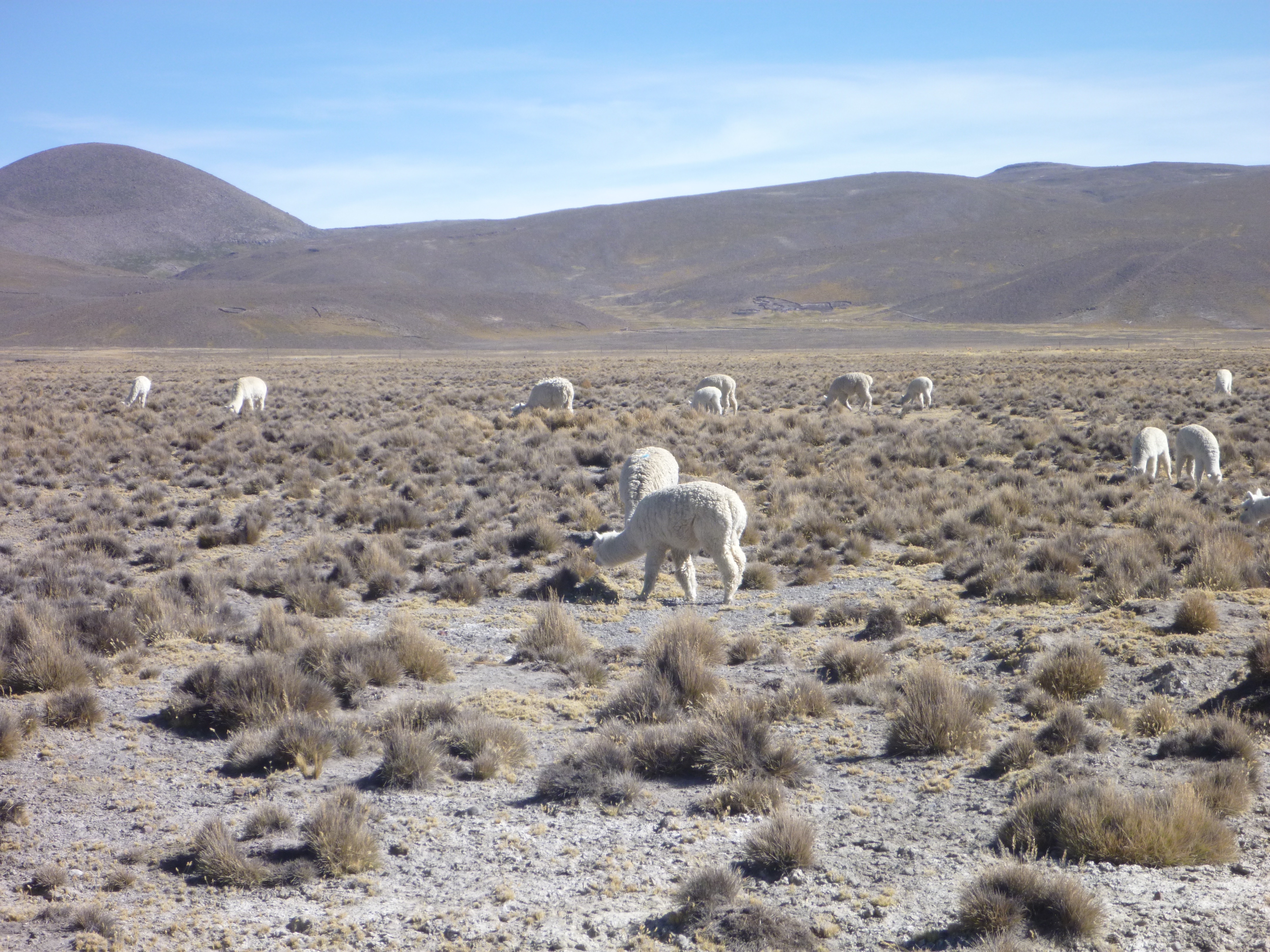 Vicuña they are a protected species of Alpaca that live only in the Andes 